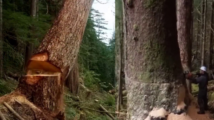 Amazing Dangerous Fastest Big Tree Felling Chainsaw Skills - Biggest Wood Cutting Sawmill Machines--#25