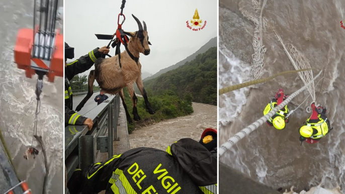 Maltempo in Piemonte, salvata mandria di ovini intrappolata in un torrente a Gravellona Toce (29.08.23)