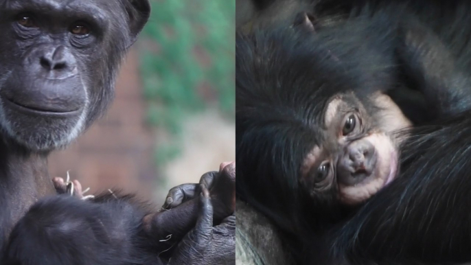 World’s Rarest Chimp Was Born at Chester Zoo