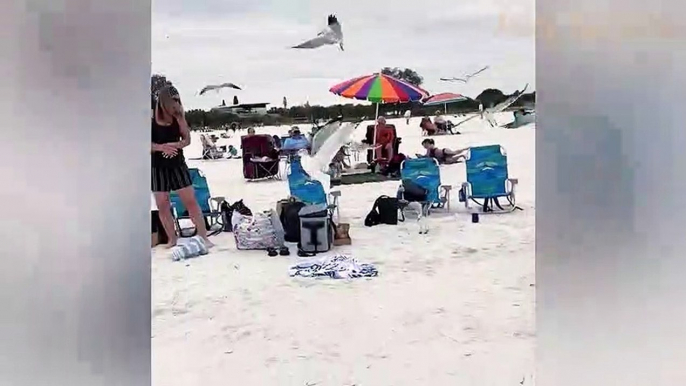 Seagull Showdown: Battling for Beach Snacks!