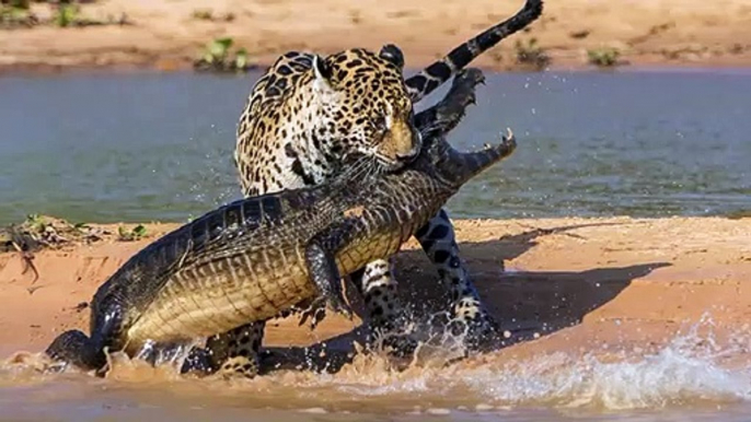 4 fois l'Ours Polaire chasse les Phoques   Combats d’Animaux