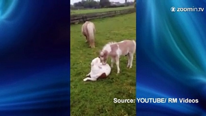 Un poney et un chien copains comme cochons!