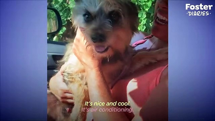 Dog Tied Up For Years Gets To Run On The Beach Now   The Dodo Foster Diaries