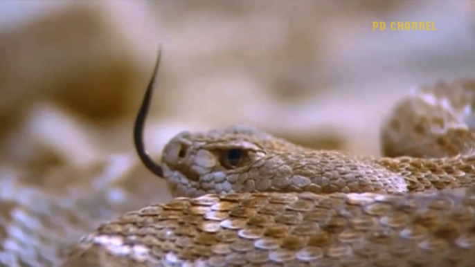 Terrible! Angry Eagle Cut Off The Head Of Fierce Rattlesnake With Sharp Beak Like A Knife