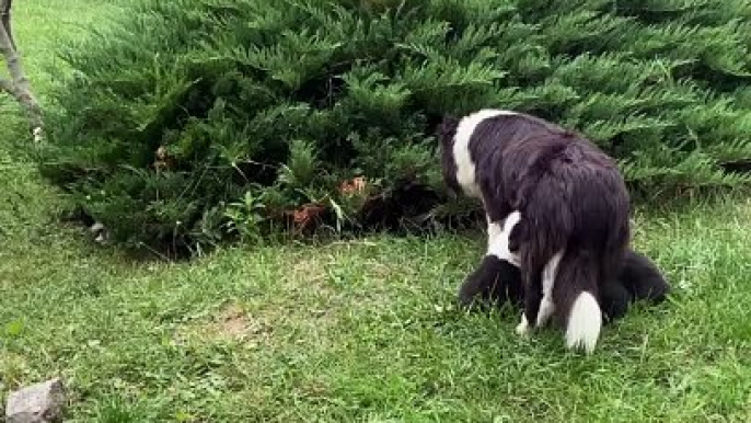 Bush Contains Many Border Collie Puppies