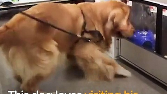 Funny Dog Refuses to Leave Pet Store   The Dodo