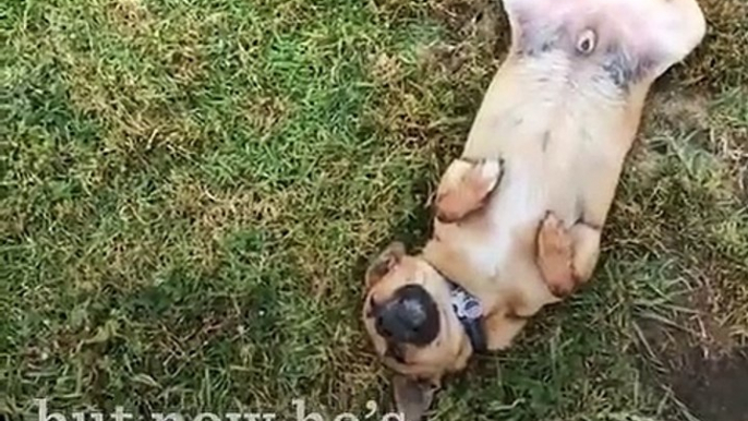 Dog Refuses to Leave Dog Park   The Dodo