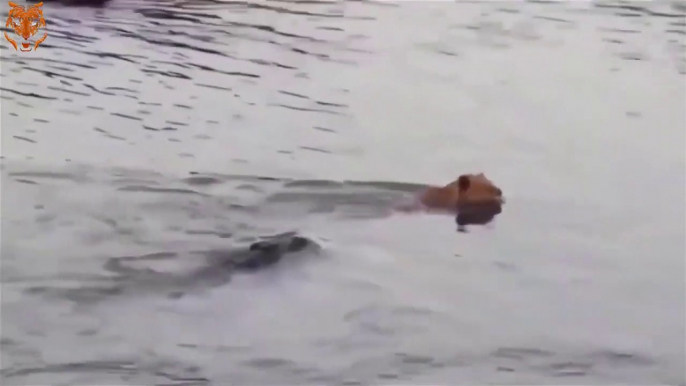 Unbelievable.. A lion mother desperately jumps into a river to save a lion baby from a crocodile