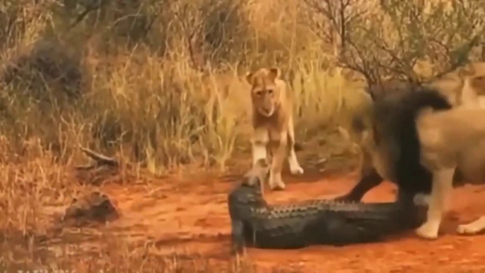 .Kings War... Lions Struggled To Destroy Crocodile To Save Their Fellow Being Under Fierce Attack