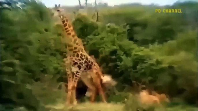 Super Giraffe Launched Deadly Powerful Kick That Broke The Lion's Neck To Escape Savage Kill