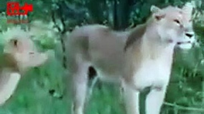 Lion Cubs Not Letting Mom to Go For Hunt   Cute Lion Cubs with Lioness Mom   Cute Animal Babies