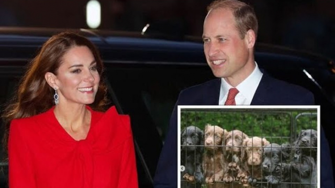 Kate and Prince William's new dog appears in rare picture by James Middleton