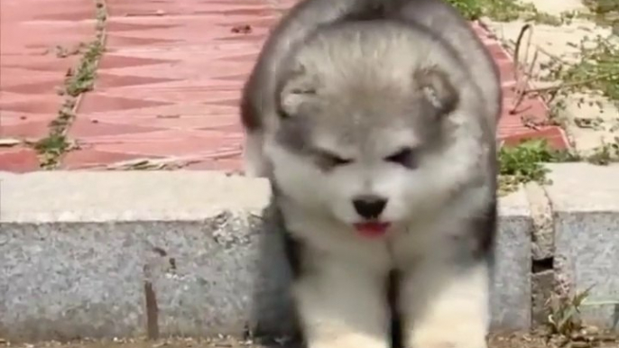 New Funny Dogs Puppies Video, Cute Dogs Video 2023, Cutest Moments Of The Cute Dogs Puppies, Beautiful Dogs Video, New Funny Dogs Pet Video,