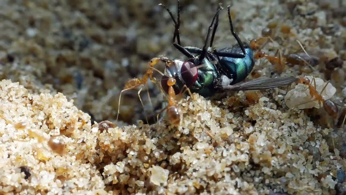 Crazy yellow ants eat flies