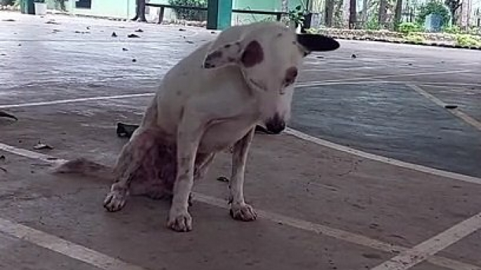 Dog Decides It's Nap Time During Basketball Game