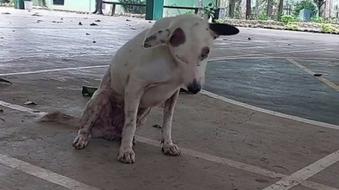 Dog Decides It's Nap Time During Basketball Game