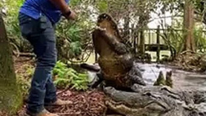 Alligator Handler Feeding Huge Alligators   PETASTIC