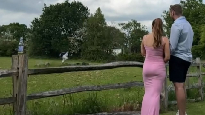 Loving Couple has an intimate moment after finding the gender of their baby *Gender Reveal Celebration*