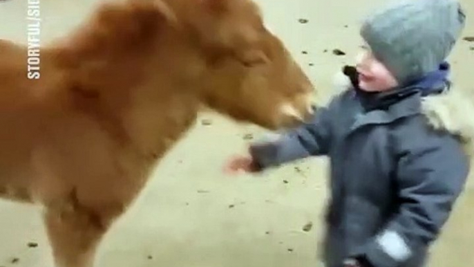 This Video of a Little Boy Playing with his Adorable Tiny Horse Will Make Your Heart Burst