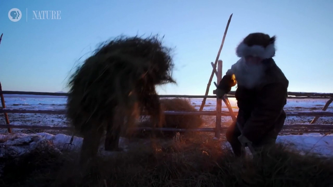 Nature’s Masterpiece: How Yakutian Horses Evolved to Defy the Coldest of Winters