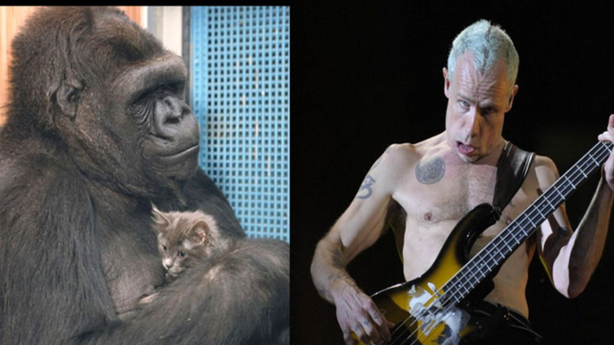 Koko The Gorilla Meets Flea The Musician