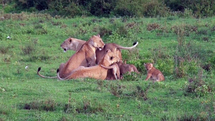 8 tiny lion cubs and their mums : The smallest lion cubs with biggest heart (Video)