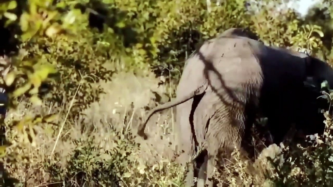 Dire... Lion Family Suffers When Constantly Being Tortured By Elephants, Crocodiles _ Animals Attack