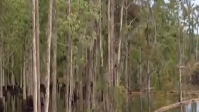 Unbelievable: Mysterious Vanishing of Trees - What Really Happened? #caughtoncamera #naturewonders