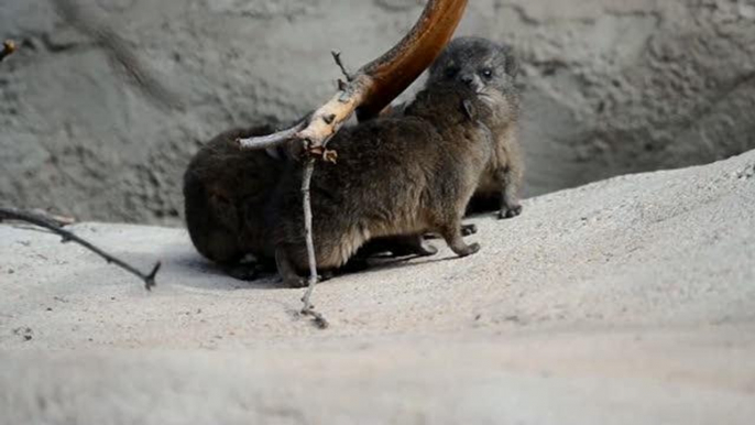 Regno Unito, lo zoo di Chester festeggia l'arrivo di quattro baby procavie delle rocce