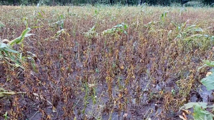 Now rain is becoming a problem for crops