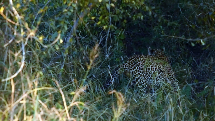 Terrible! Merciless Leopard Is Surrounded And Brutally Attacked By Baboon Family To Save Baby