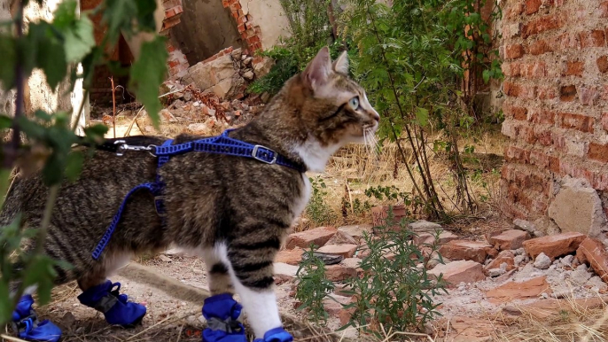 Curious Cat Finds a Ruined Building (4)