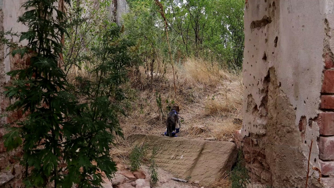 Curious Cat Finds a Ruined Building (1)