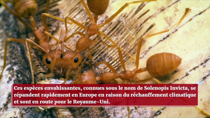 Les fourmis de feu sont prêtes à envahir la Grande-Bretagne !