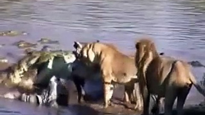 MOST AMAZING #Lion Vs Crocodile Real Fight   Lion vs Giant Crocodile   Real Fight#7