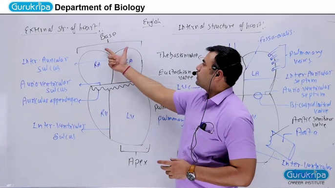 Circulatory System 02 by AR sir (join telegram neetwithme001 for more)Structure of human heart