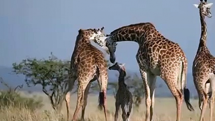 A Lioness Hunts a Newborn Giraffe in Front of His Mother