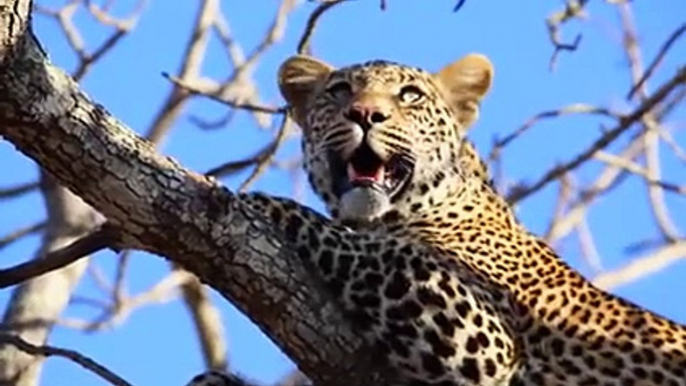 Incredible Lone Leopard Catches Baboon in Front of His Troop