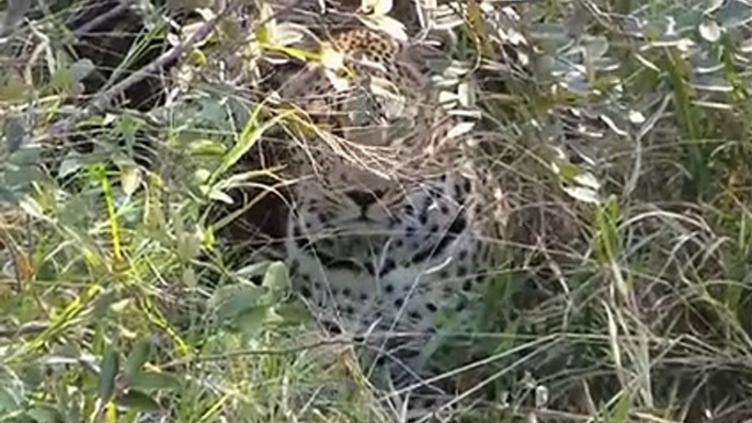 Mother Leopard Hunts Impala to Teach her Cub !!