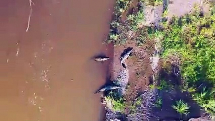 Fight Between Zebras and Crocodiles