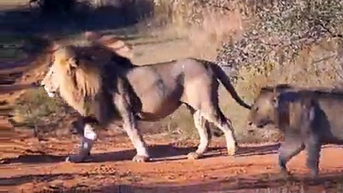 The Lioness was Surrounded by Wild Dogs, But she Miraculously Survived