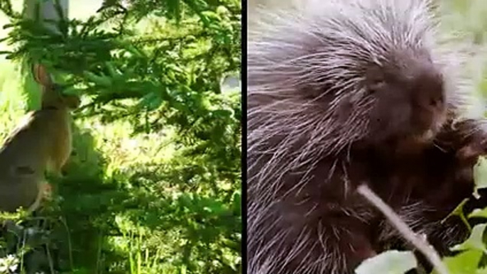 Le Ratel Sauve son Bébé du Léopard !! Vrai Combat Blaireau de miel vs Léopard