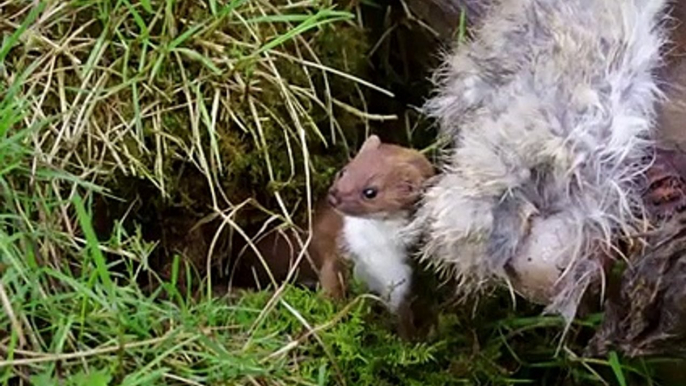 Moments When Stoat Kill Almost Everything