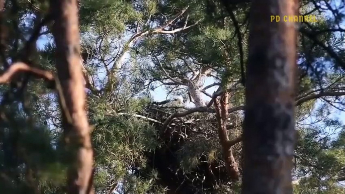 Mother's Pain! Painful Lion Watch Her Cub Being Brutally Destroyed By Eagle But Couldn't Do Anything