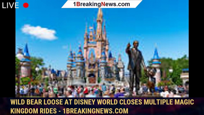 Wild Bear Loose at Disney World Closes Multiple Magic Kingdom Rides - 1breakingnews.com