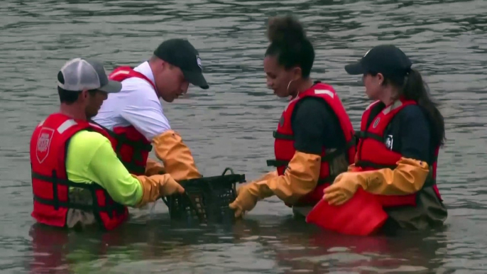 Prince William wades in NY waters for oyster project