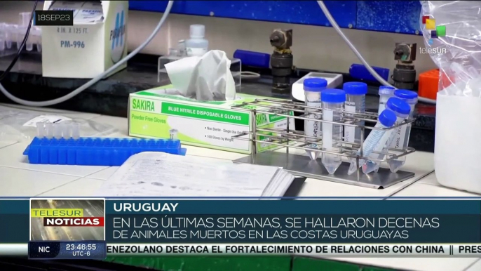 Autoridades uruguayas alertan sobre la muerte de decenas de lobos marinos