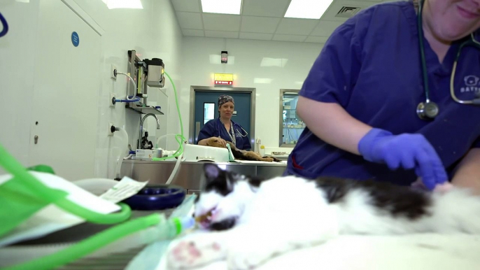 Battersea Dogs Home names vet hospital after Paul O’Grady