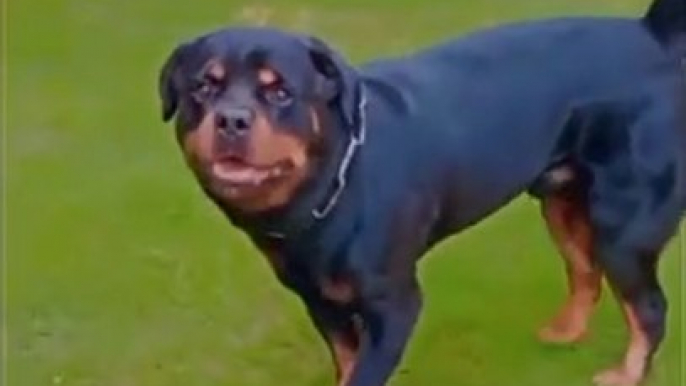 Rottweiler Cuteness Overloaded | Rottweiler Dog | #ytshorts #rottweiler #viralvideo