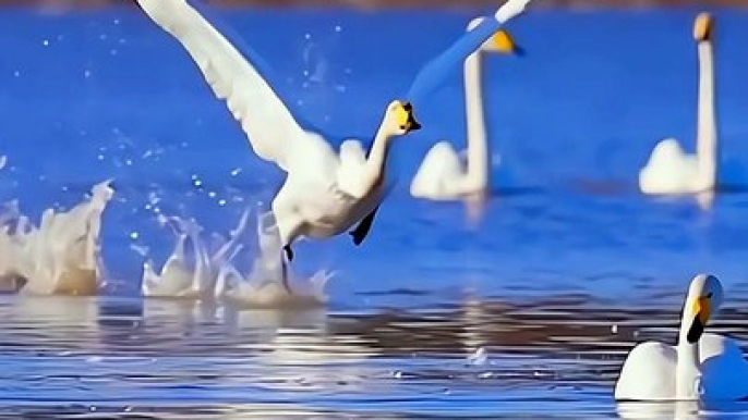 Beautiful Birds in the World 03 | Nature Video | Amazing Scenery | Relaxation